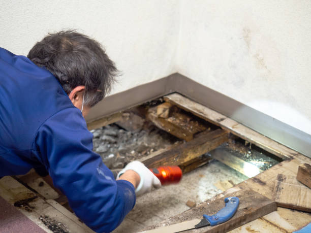 Best Attic Mold Removal  in Dooms, VA