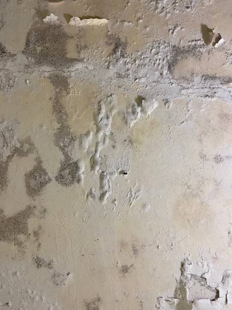 Best Mold Remediation  in Dooms, VA