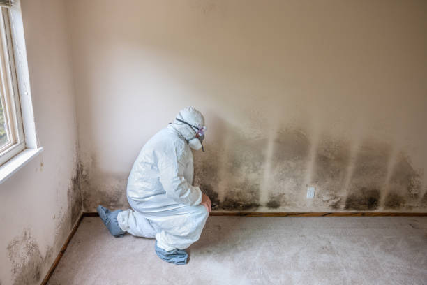 Best Mold Removal Specialists  in Dooms, VA