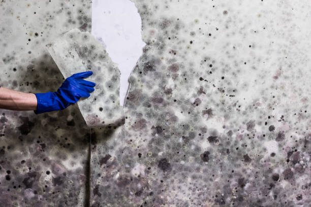 Best Crawl Space Mold Removal  in Dooms, VA